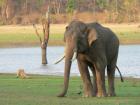 Tusker or male Asian Elephant.