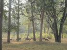 A herd of Chital or Spotted Deer.