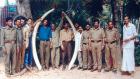 Tusks ( note the size ) from the elephant ( see previuos photo )electrocuted , Karnataka.