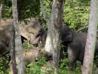 Female elephants and calf debarking a teak tree.