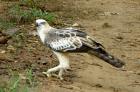 Changeable Hawk Eagle with snake kill.