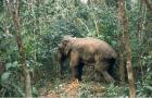 Radio Collared Elephant in North Bengal.