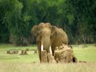 Tusker or male Asian Elephant.