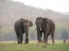 Tusker or male Asian Elephant.