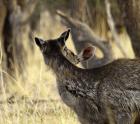 Female Sambar with fawn.
