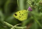 Grass Yellow.