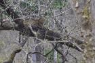 A Leopard resting on a tree.