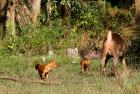 Wild Dogs hunting a female Sambar.