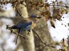 Indian Roller